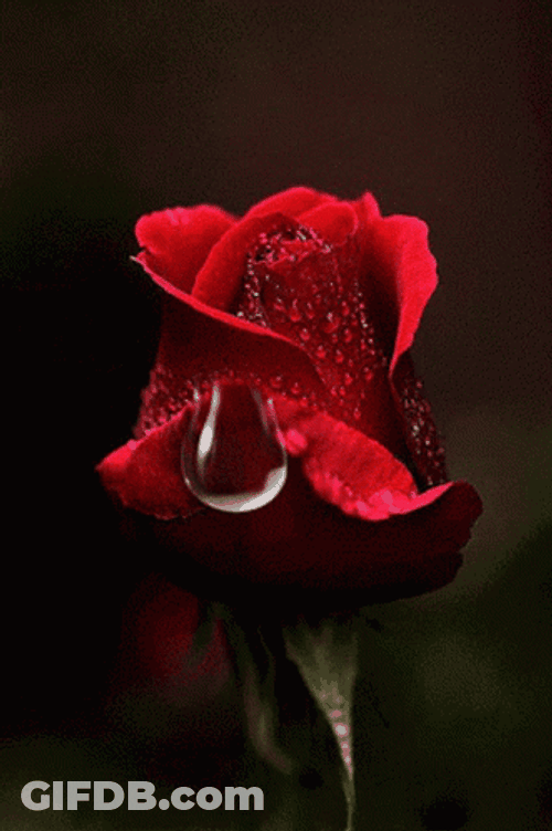 Red Rose Waterdrop GIF