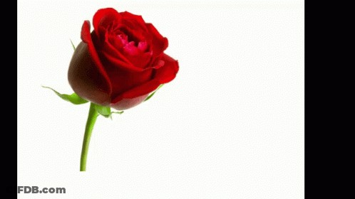 Red Rose With Amo-Te Muito Meu Amor GIF