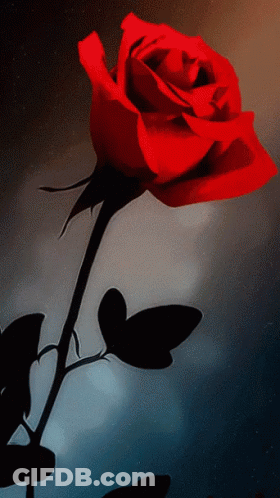 Red Rose With Black Stem And Leaves GIF