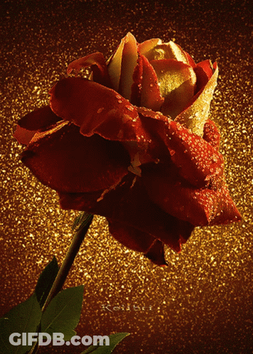 Red Rose With Gold Petals On Brown Background GIF