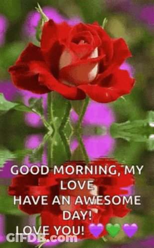 Red Rose With Good Morning My Love GIF