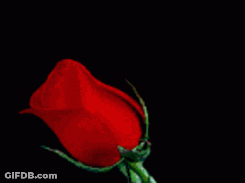 Red Rose With Green Stem GIF