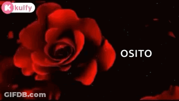 Red Rose With Have A Happy Afternoon Osito GIF