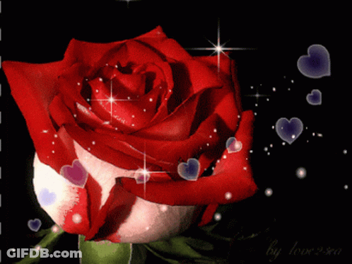 Red Rose With Hearts Saying By Love You GIF