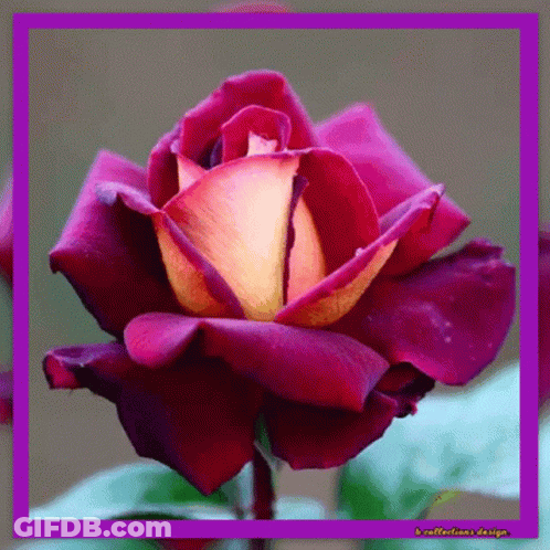 Red Rose With Purple Frame GIF