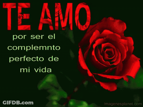 Red Rose With Te Amo GIF