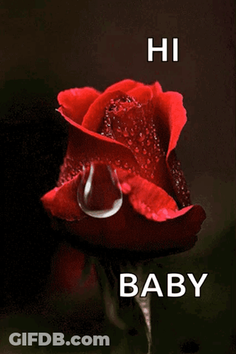 Red Rose With Water Drops Saying Hi Baby GIF