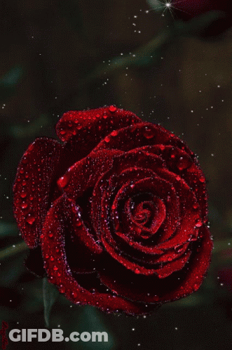 Red Rose With Water Drops Surrounded By Stars GIF