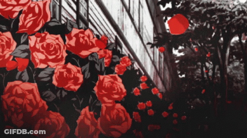 Red Roses Against Black Background GIF