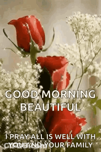 Red Roses Baby's Breath Good Morning Beautiful GIF