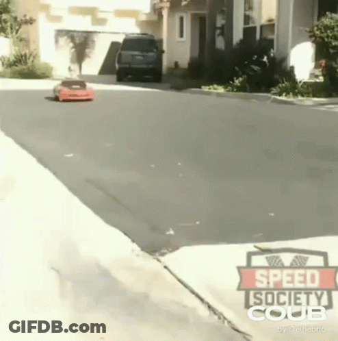 Red Roses Growing On Tree GIF
