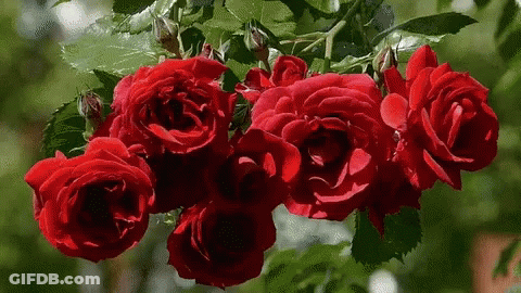 Red Roses Hanging From Tree GIF