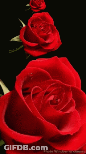 Red Roses On Black Background Photo Window For Android GIF