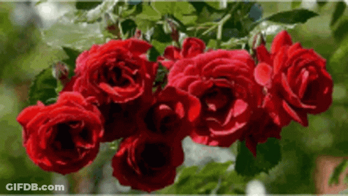Red Roses On Tree Branch GIF