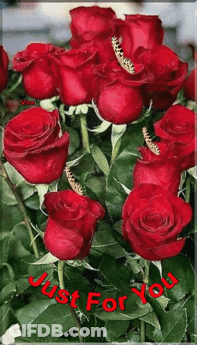 Red Roses Saying Just For You GIF
