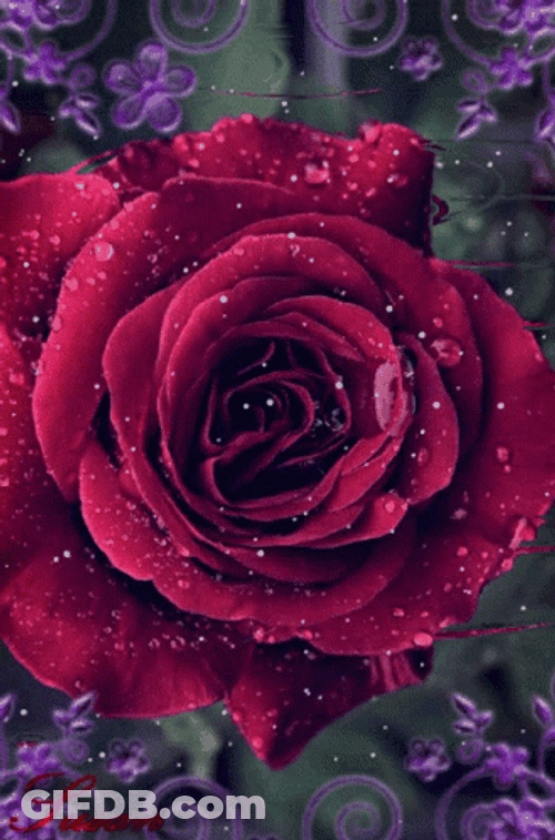 Red Roses Soaked In Water GIF