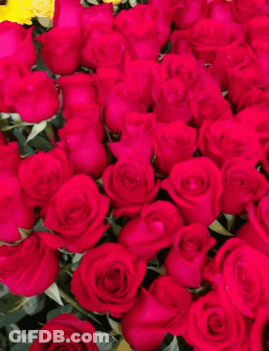 Red Roses With Green Leaves GIF