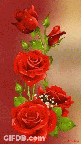 Red Roses With Green Leaves And Baby's Breath GIF