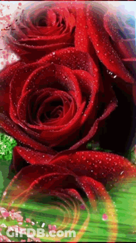 Red Roses With Water Drops GIF