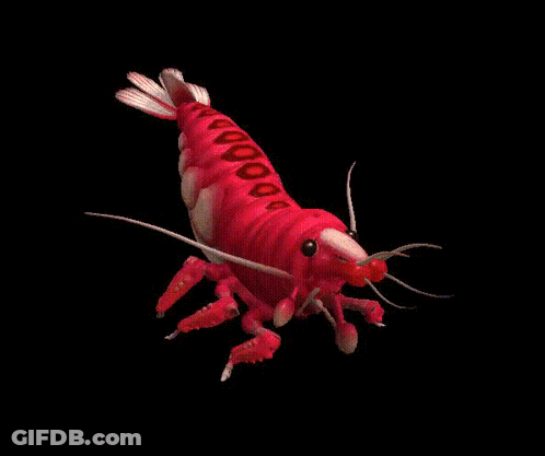 Red Shrimp GIF