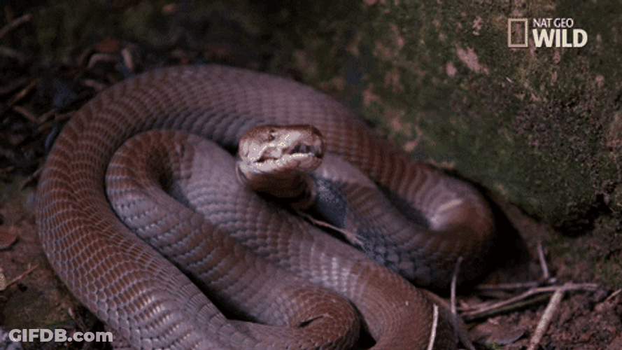 Red Spitting Cobra Snake GIF