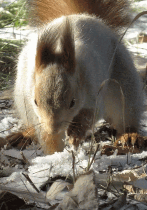 Red Squirrel Digging GIF