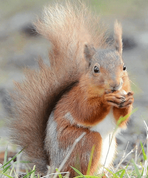 Red Squirrel Munching GIF