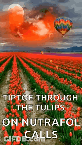 Red Tulip Field With Hot Air Balloon GIF