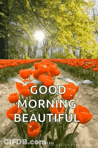 Red Tulips Field Good Morning Beautiful GIF