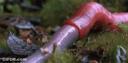 Red Worm Crawling In Grass GIF