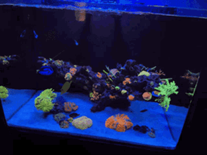 Reeftank Corals GIF