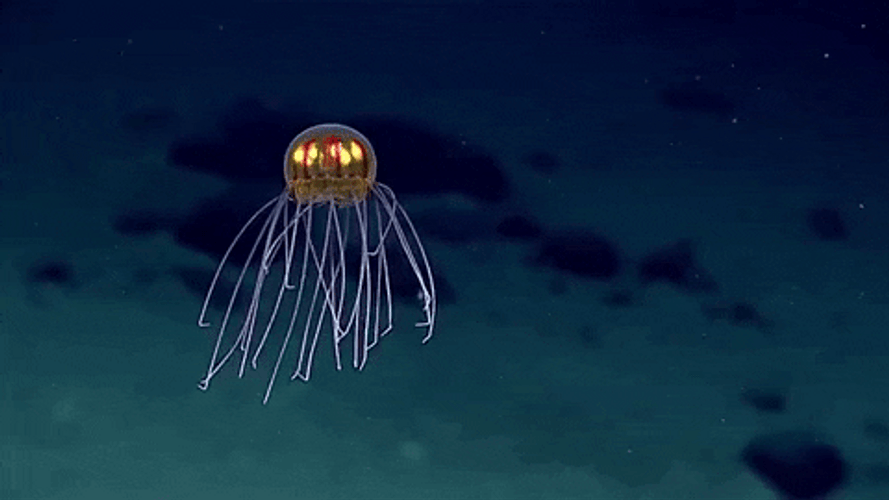 Reflective Jellyfish Moving GIF