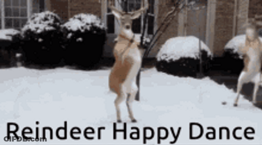 Reindeer Happy Dance GIF