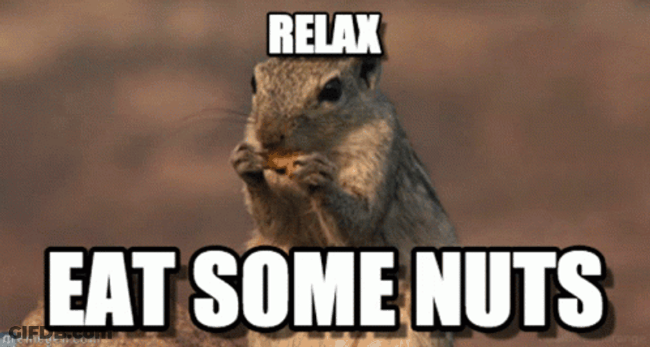 Relax Eat Some Nuts Squirrel Meme GIF