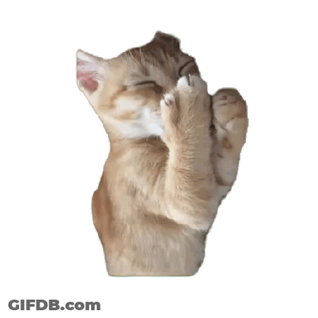 Relaxed Cat Lying On Back GIF