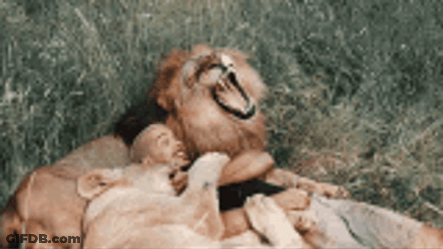 Relaxed Lion Roar With Human GIF
