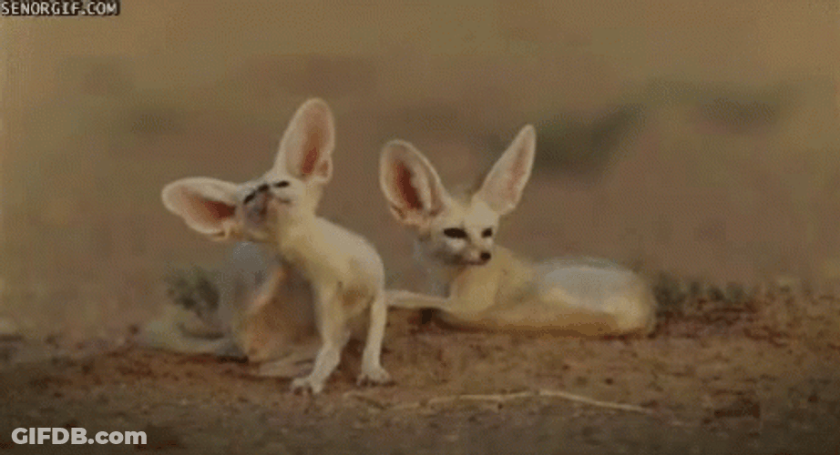 Relaxing Cute Fennec Fox Huge Ears GIF