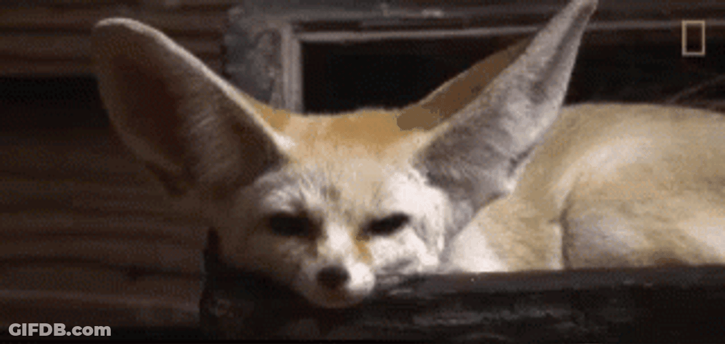 Relaxing Fennec Fox Flapping Ears GIF