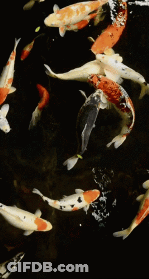 Relaxing Koi Fish Swimming Around GIF