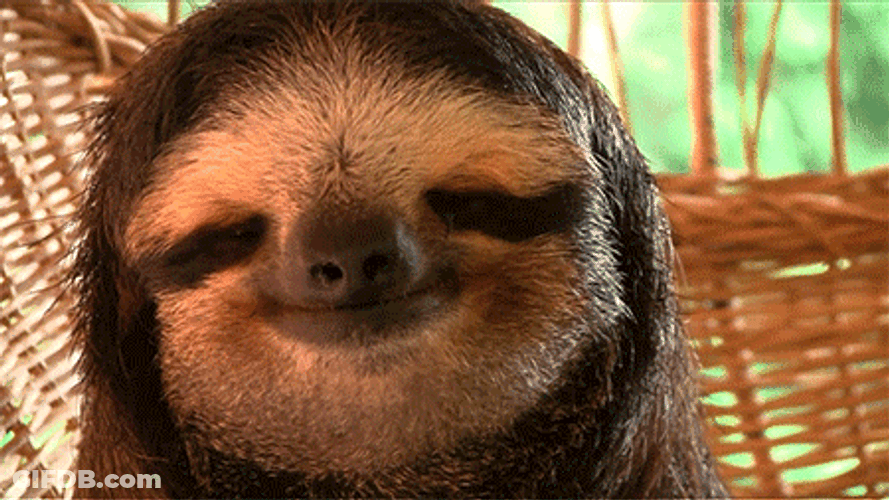 Relaxing Sloth Animal GIF