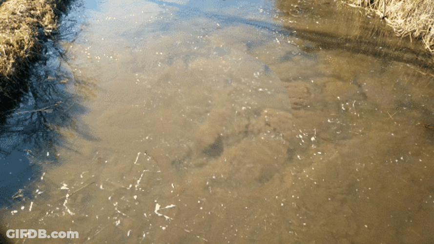 Relaxing Water Flow GIF