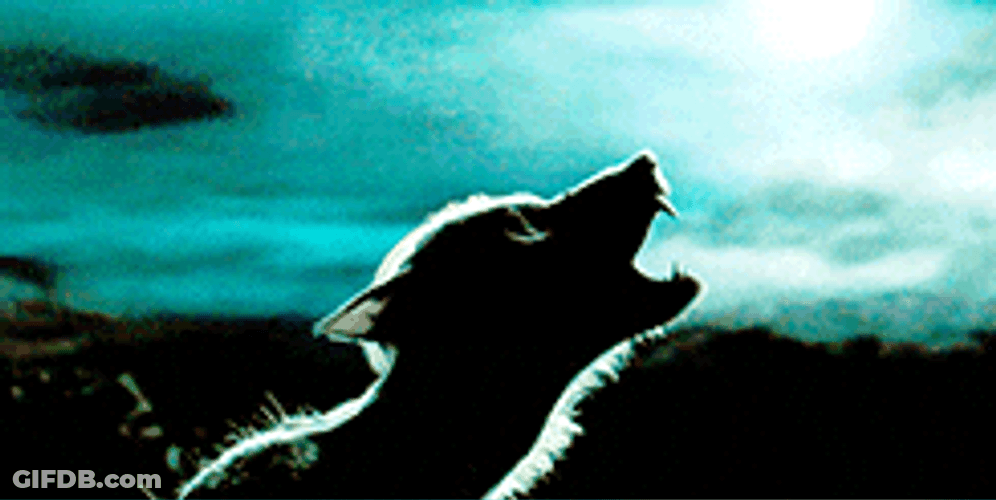 Remus Lupin Howling Wolf GIF