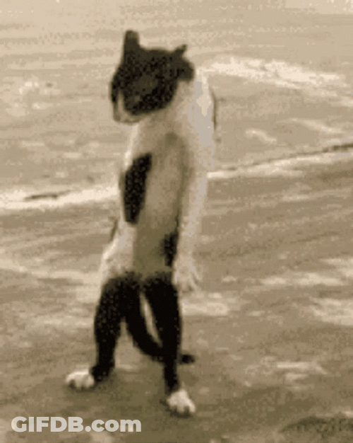 Repeating Dance Step El Gato Meme GIF