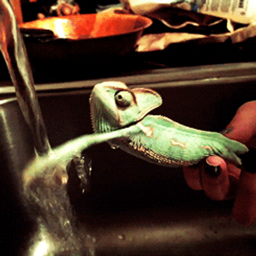Reptile Chameleon Animal GIF