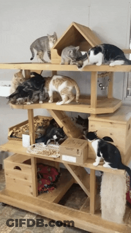 Rescued Animal Shelter Herding Cats GIF
