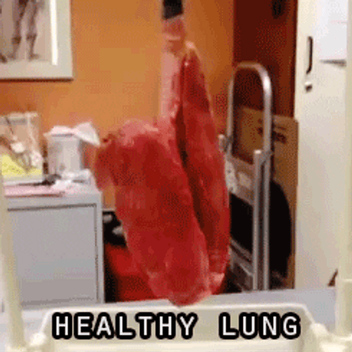 Respiratory System Anatomy Healthy Lungs GIF