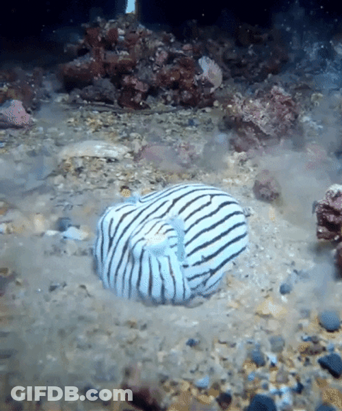 Resting Under Squid GIF