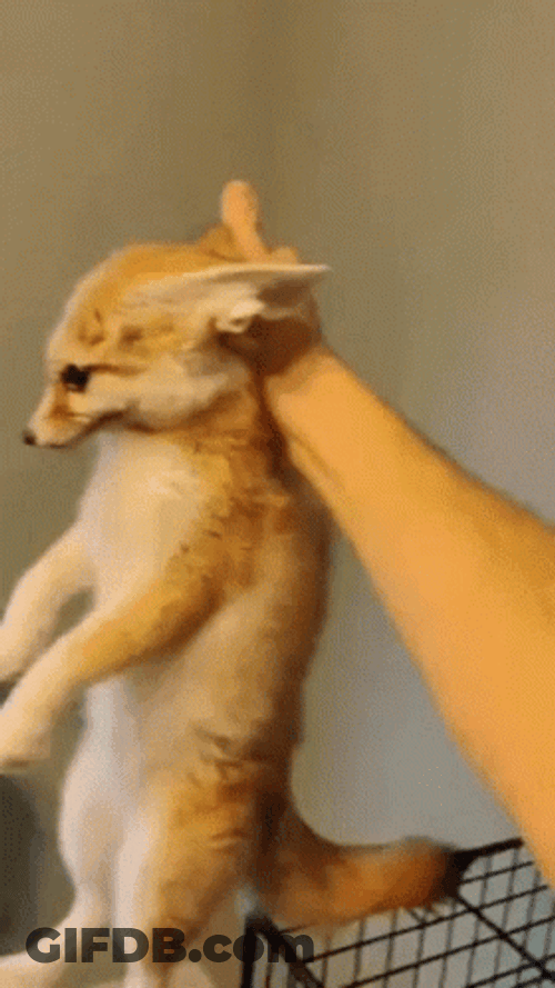 Restrained Scruffed Cute Fennec Fox GIF