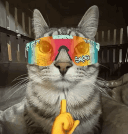 Result Of Cat Mewing Meme GIF