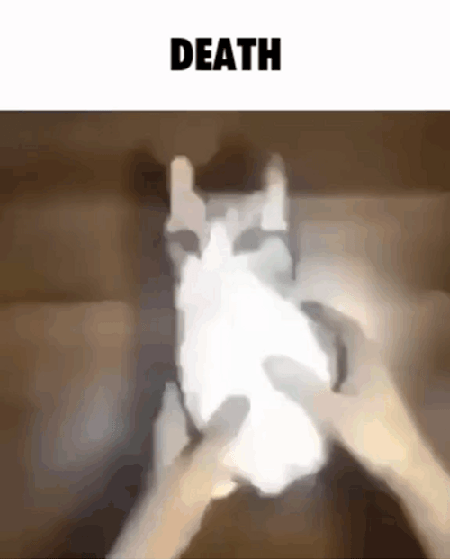 Resurrection Dead Pigeon Resurrecting Meme GIF